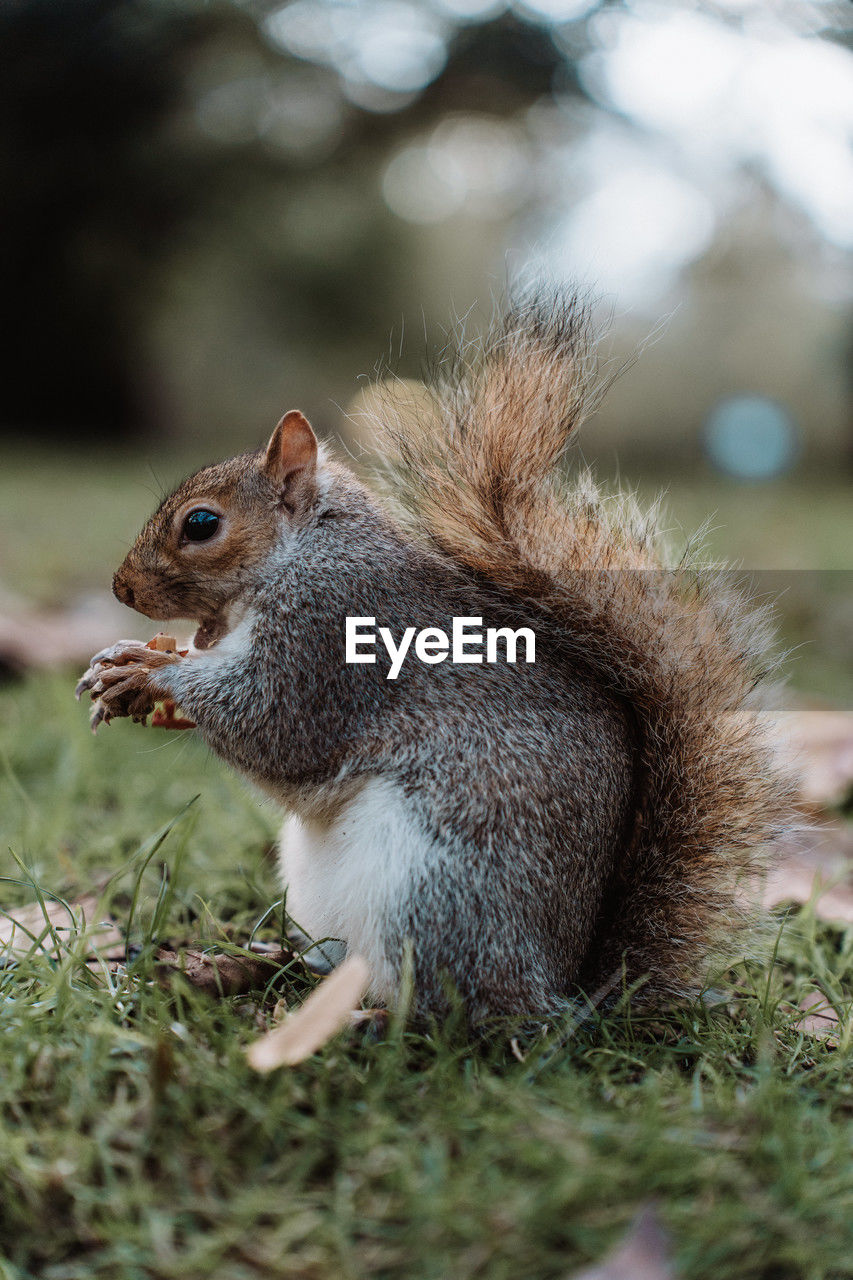 animal, animal themes, squirrel, animal wildlife, mammal, rodent, one animal, wildlife, nature, whiskers, chipmunk, eating, no people, plant, close-up, grass, cute, food, side view, outdoors, land, day, selective focus, nut, food and drink