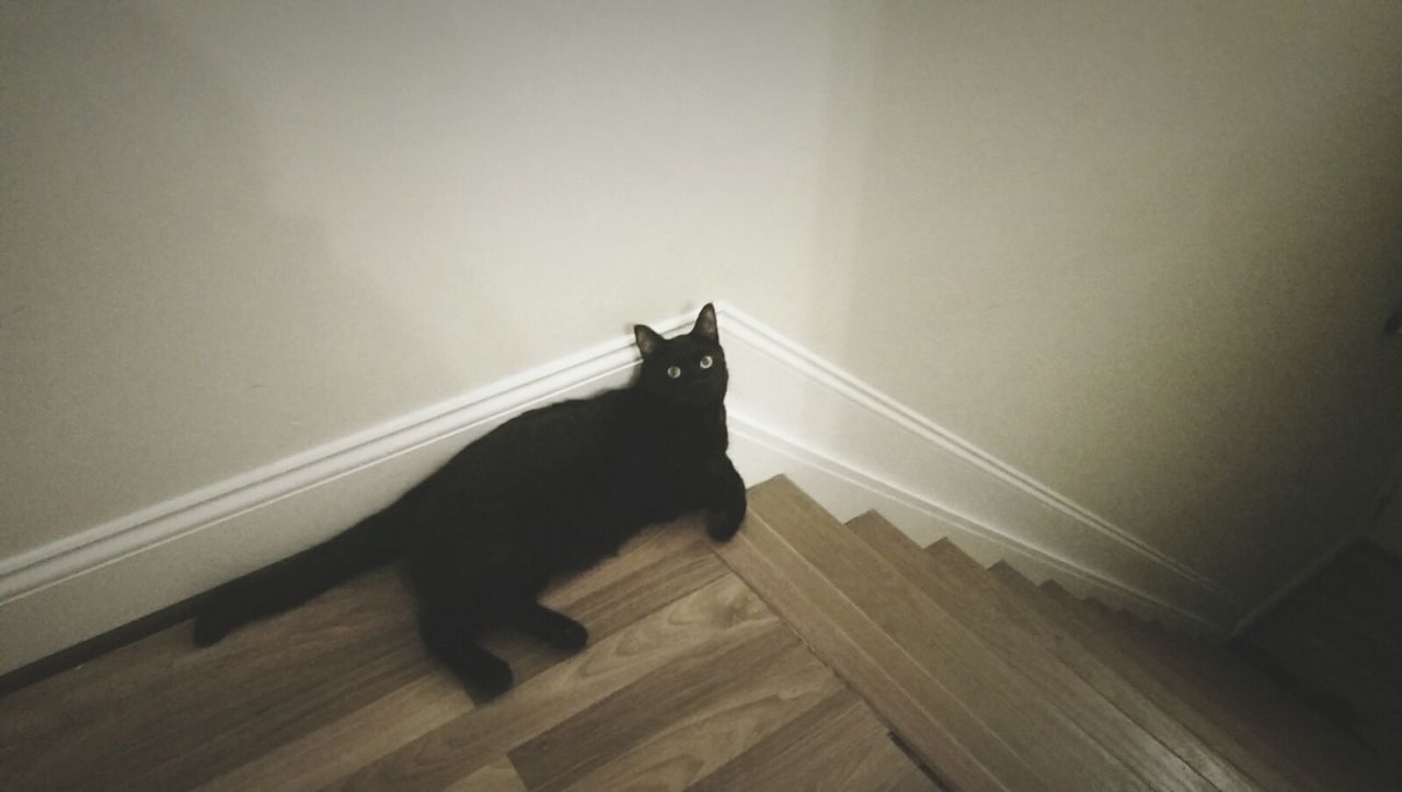 High angle portrait of black cat lying on stairway