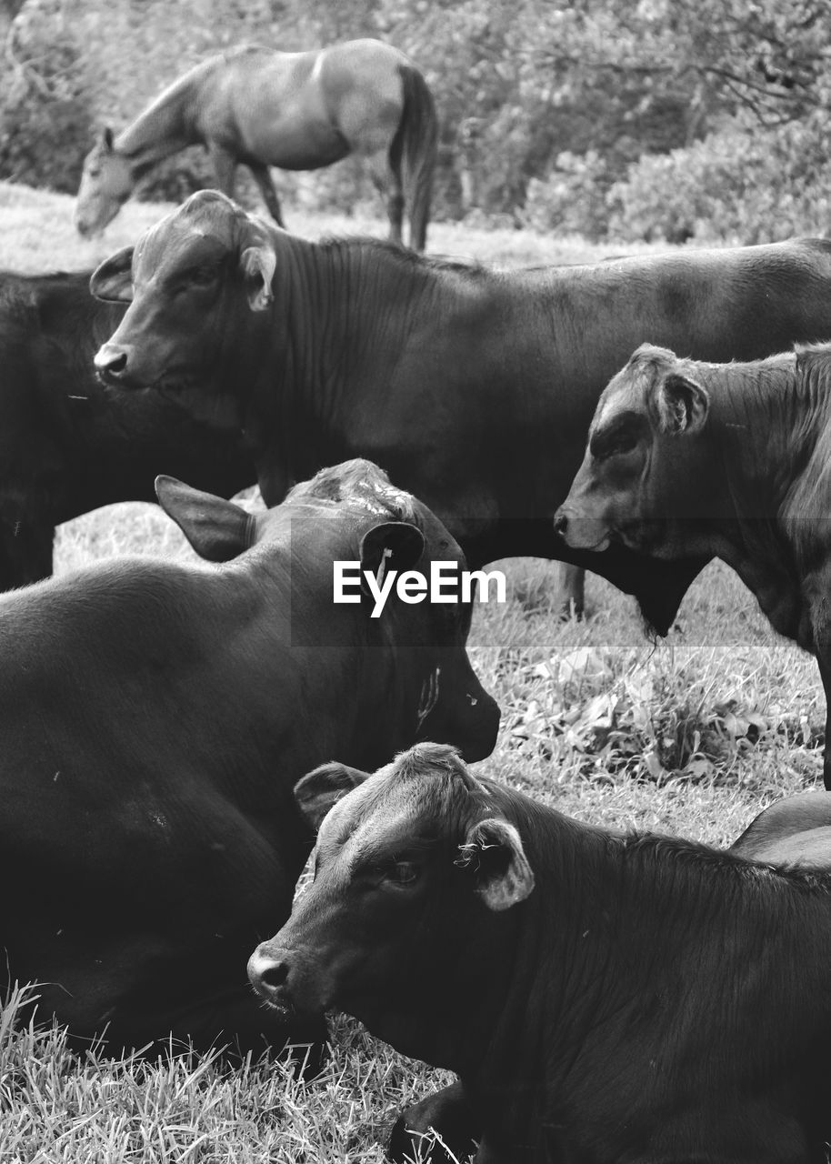 Herd of cows on grassy field