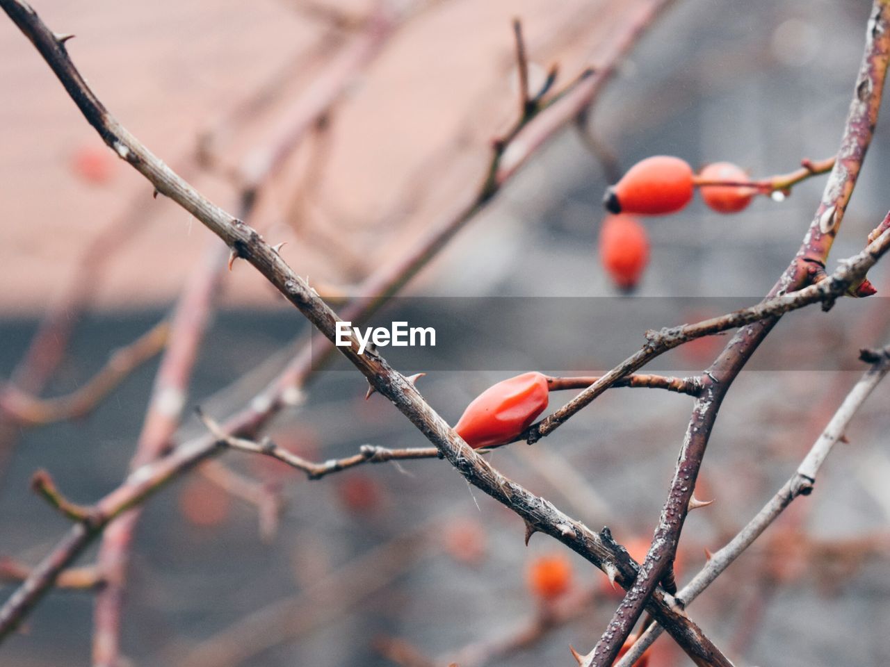 CLOSE-UP OF BERRIES