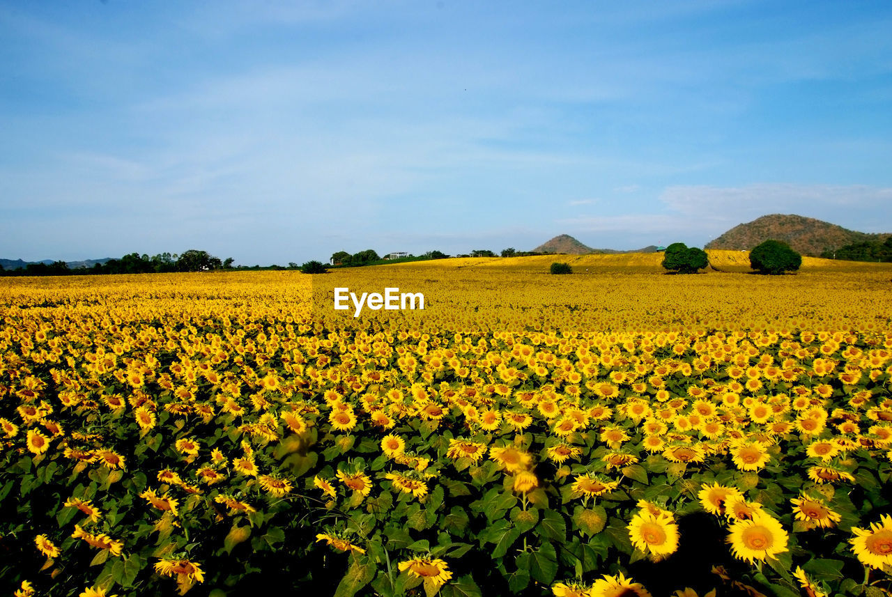 SCENIC VIEW OF YELLOW FLOWERS GROWING ON FIELD