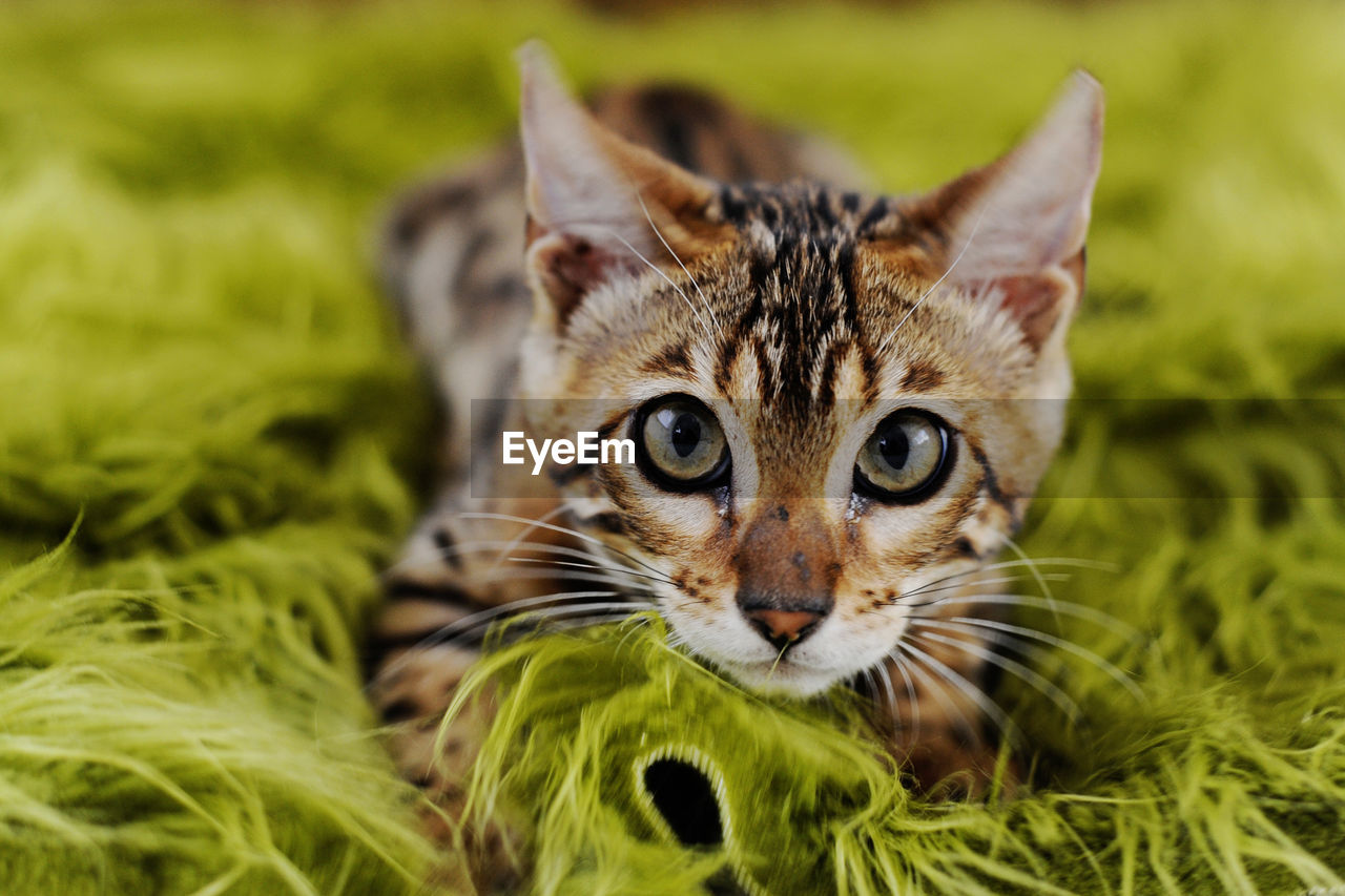 Close-up portrait of tabby kitten lying down on green blanket