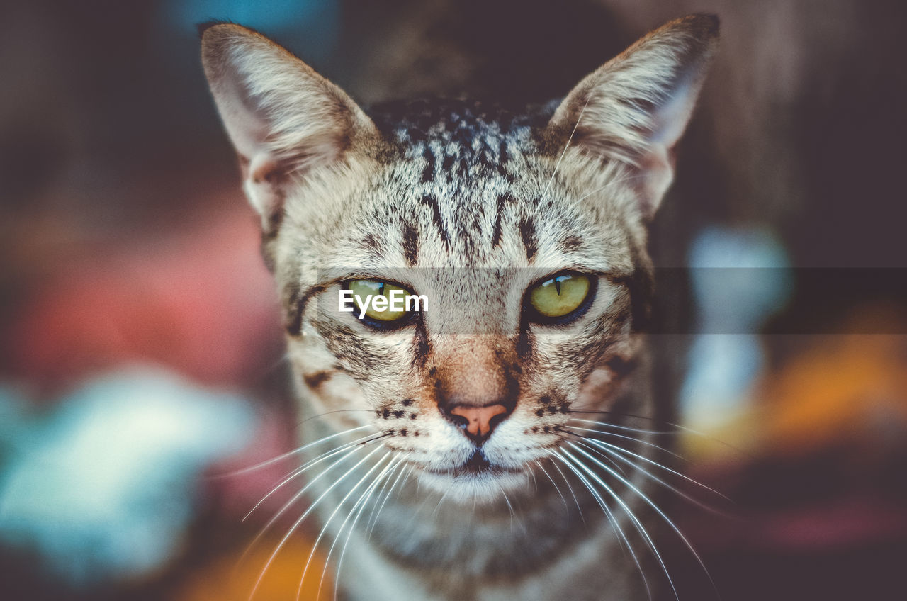 Close-up portrait of cat