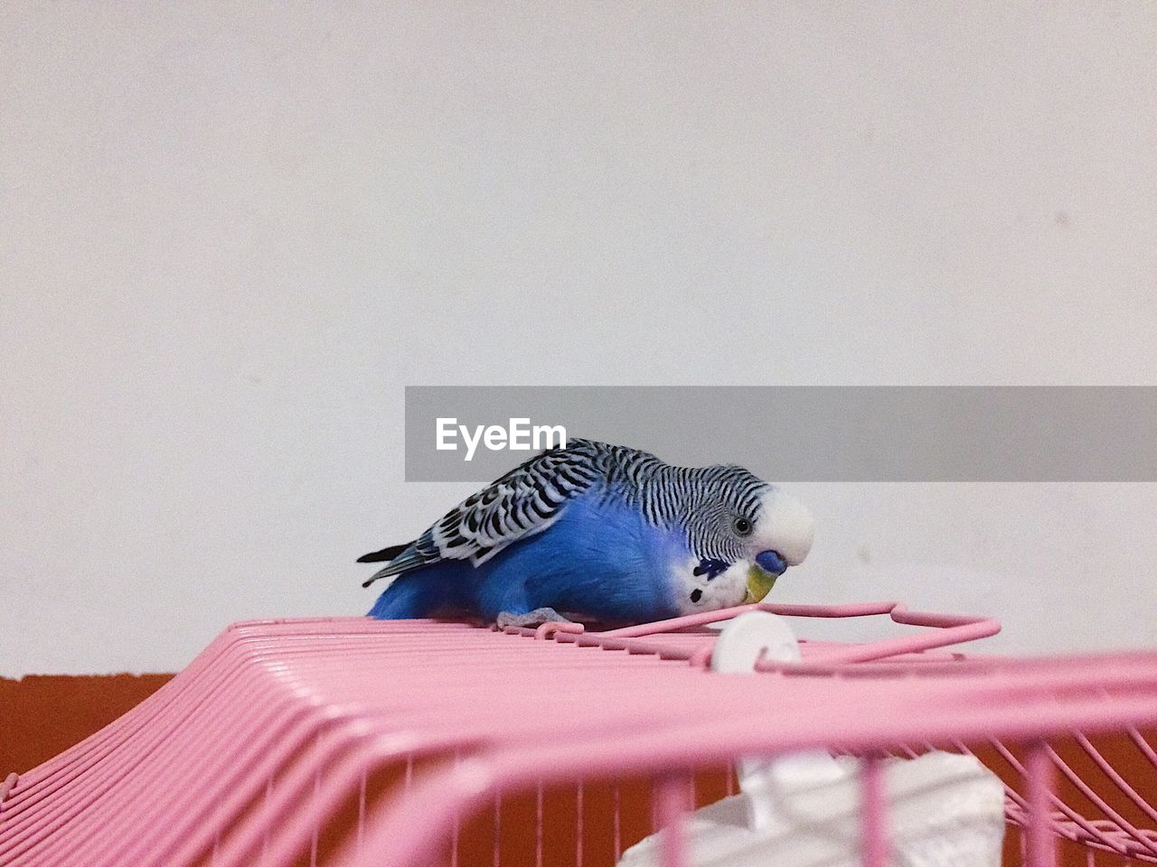 BIRD PERCHING ON WALL