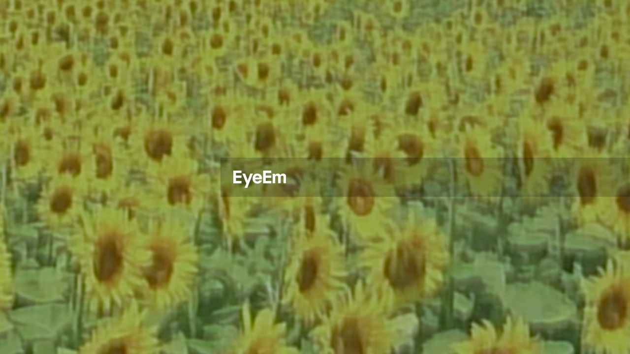 YELLOW FLOWERS IN FIELD