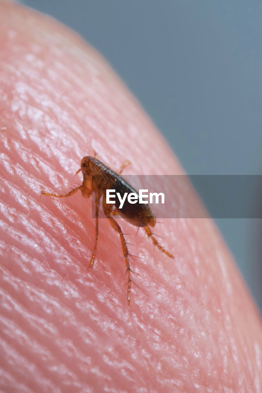 CLOSE-UP OF AN INSECT ON HAND