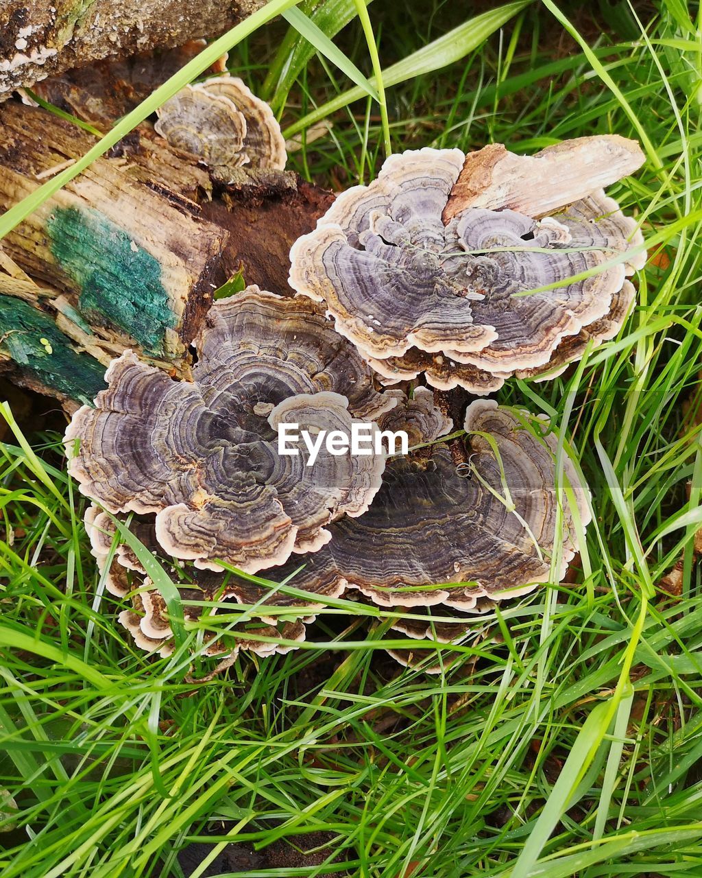 HIGH ANGLE VIEW OF MUSHROOM GROWING IN FIELD