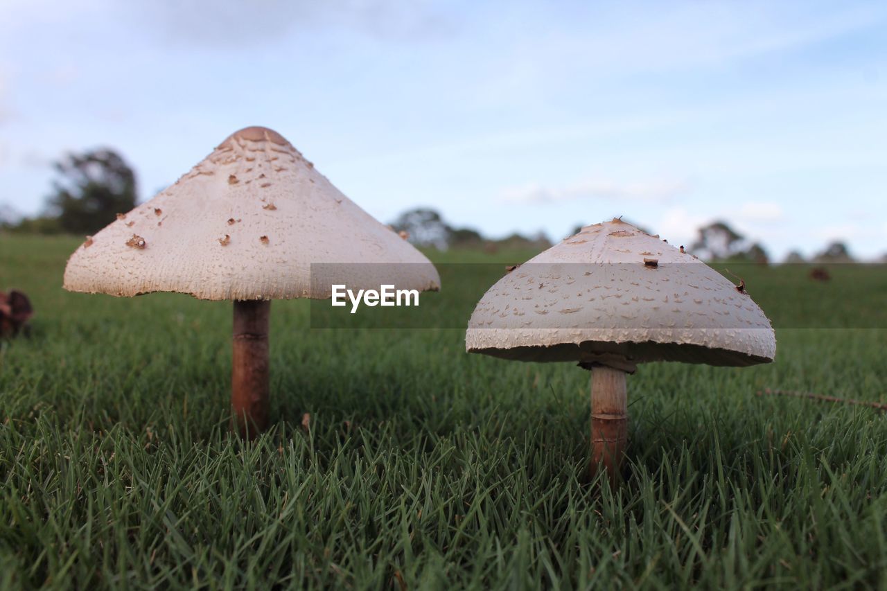 Mushroom on grass field