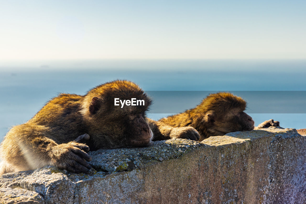 Two wild macaque or gibraltar monkey enjoying the warmth of the sun on their back.