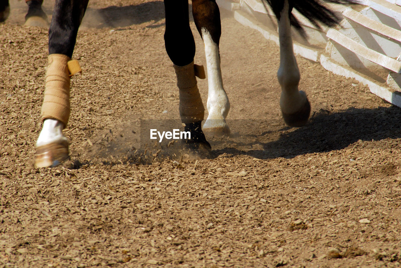 Dressage, horse riding in competition, feet of horse whirling up dust