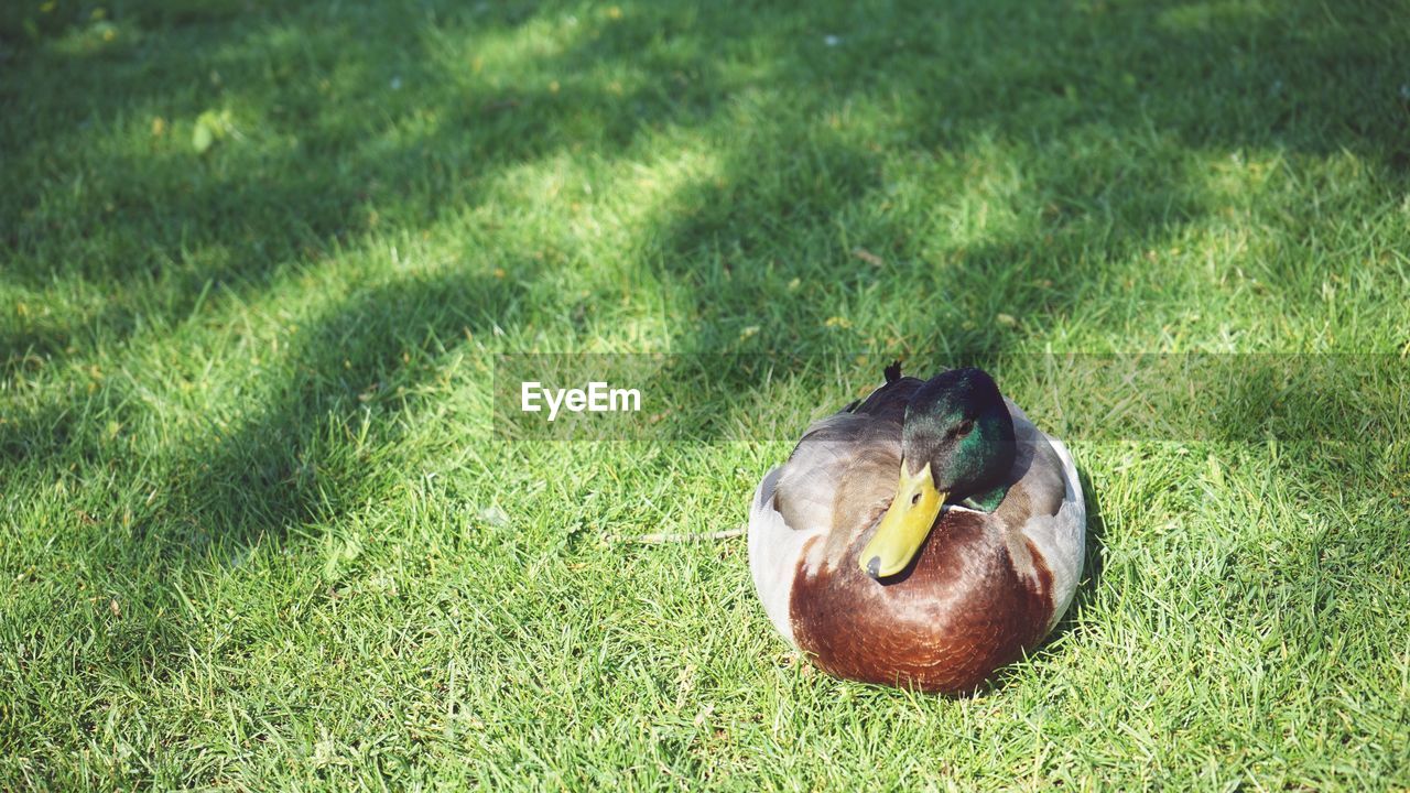 HIGH ANGLE VIEW OF DUCK ON FIELD BY LAND