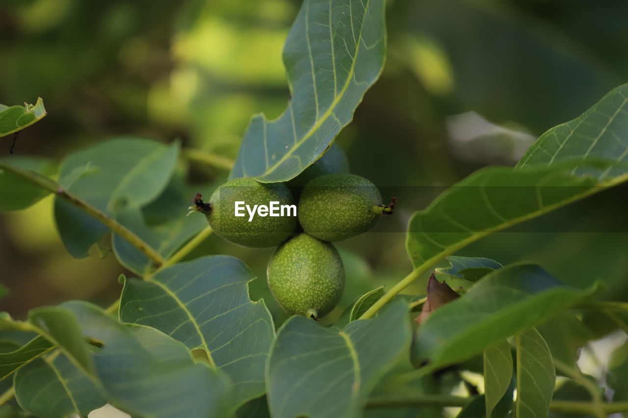 Close-up of fresh walnuts  on tree