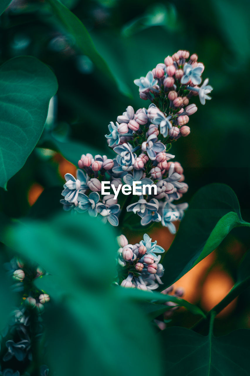 Close-up of purple flowering plant