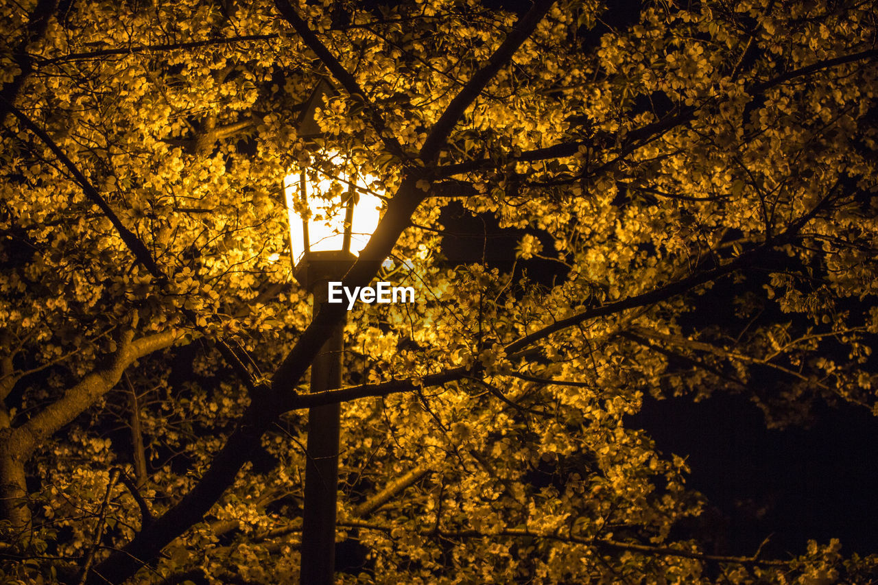 Low angle view of silhouette trees against sky