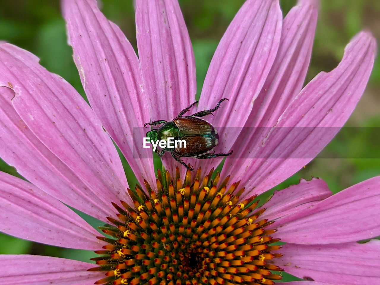 CLOSE-UP OF INSECT ON PINK FLOWER