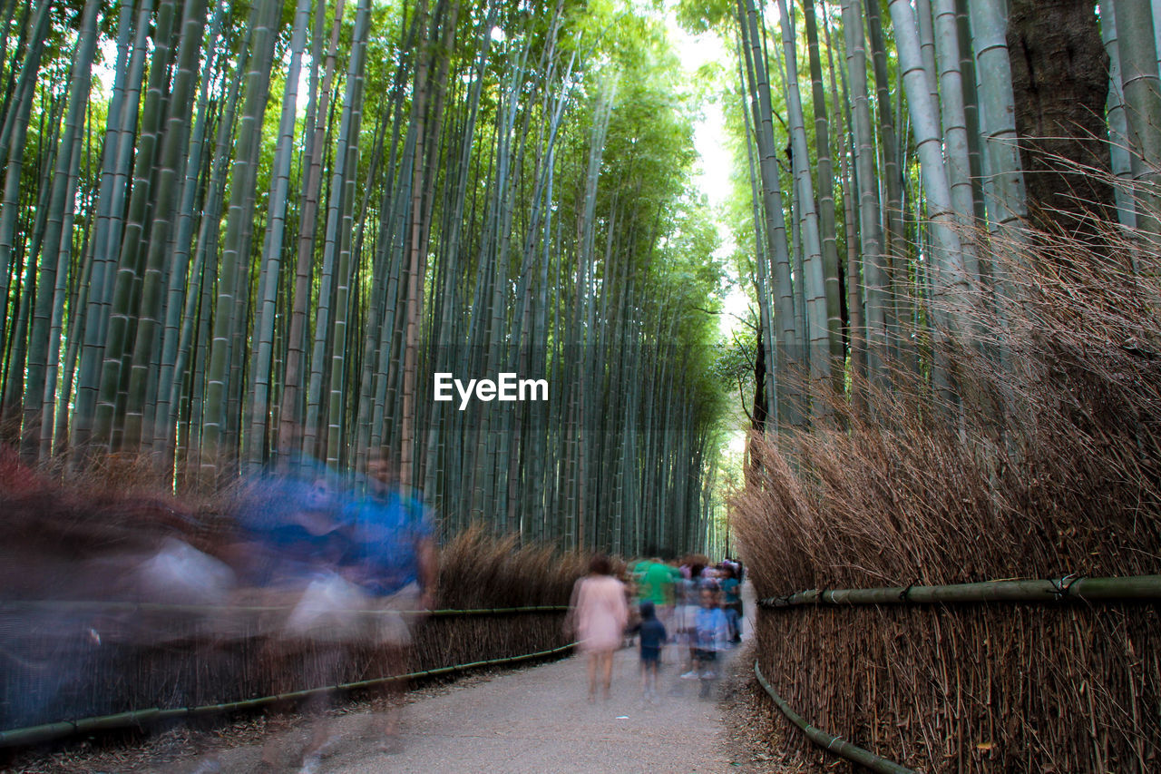 Blurred motion of people walking amidst bamboos at arashiyama