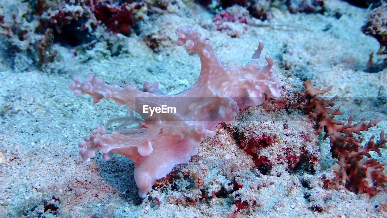 CLOSE-UP OF JELLYFISH