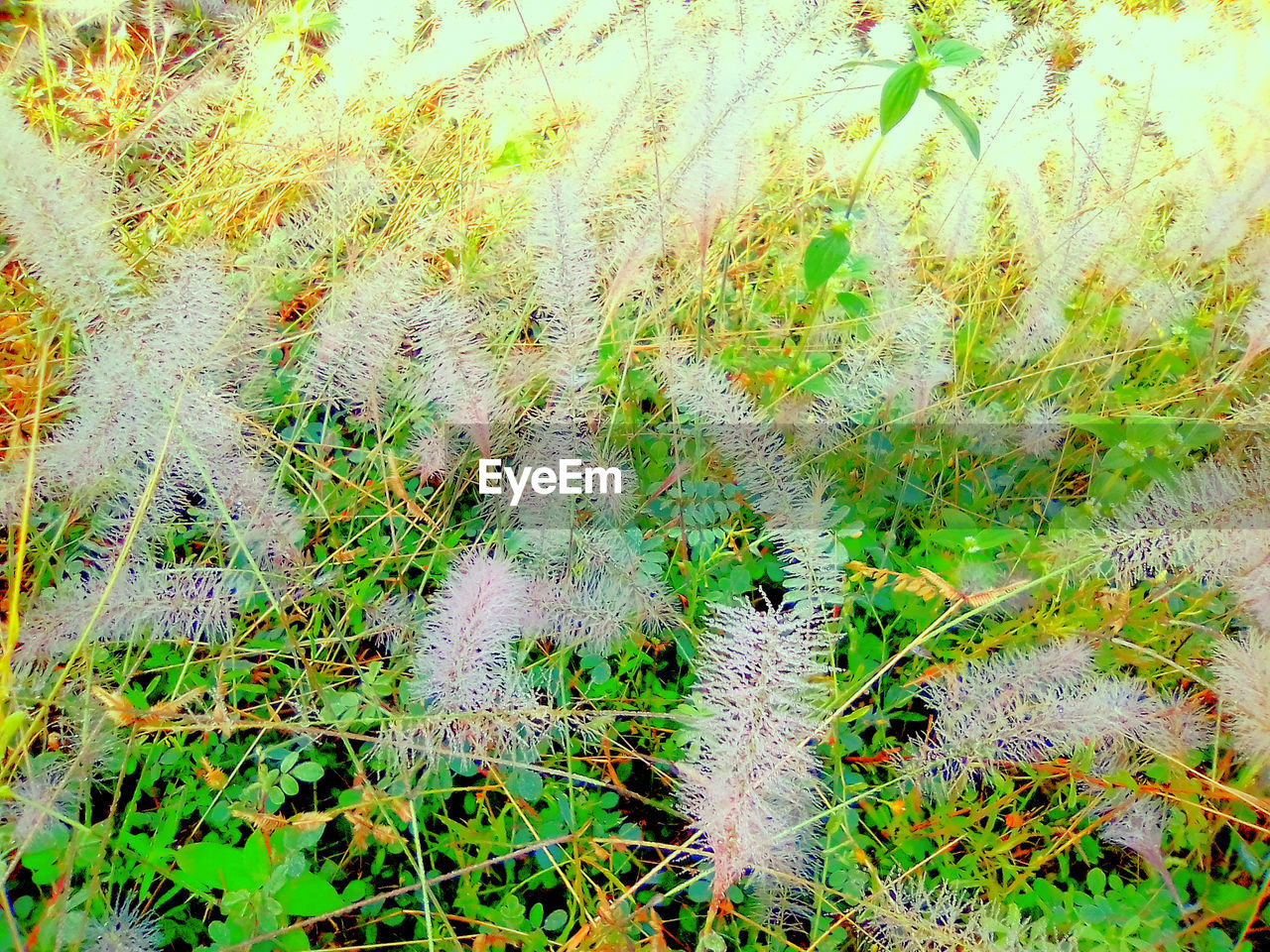 HIGH ANGLE VIEW OF PLANTS ON LAND