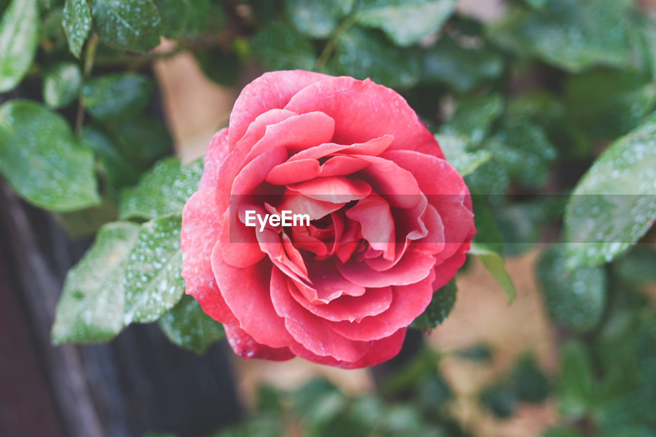 Close-up of pink rose