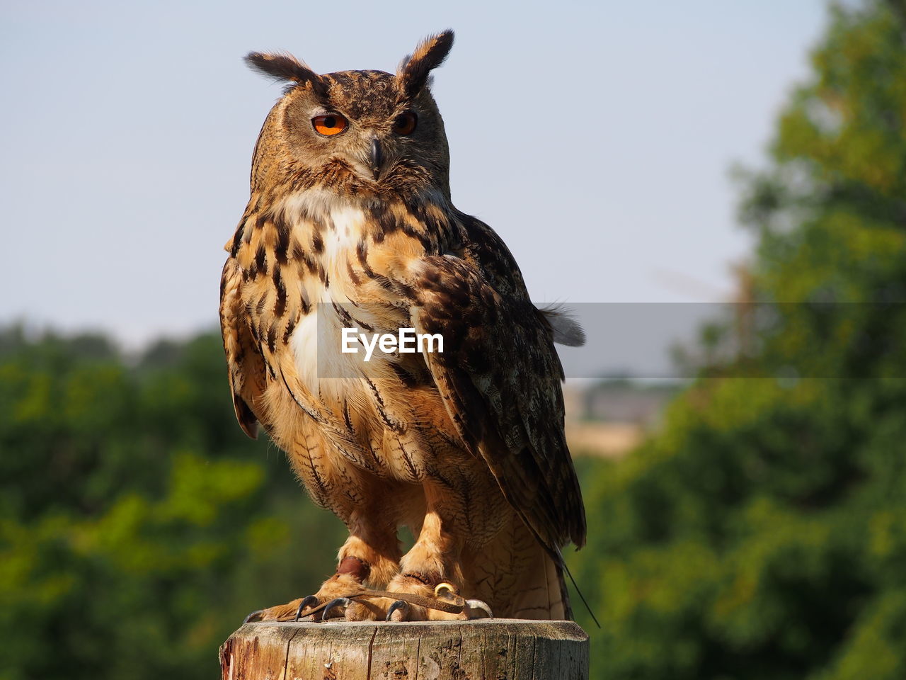 Portrait of eurasian eagle owl perching on wooden post