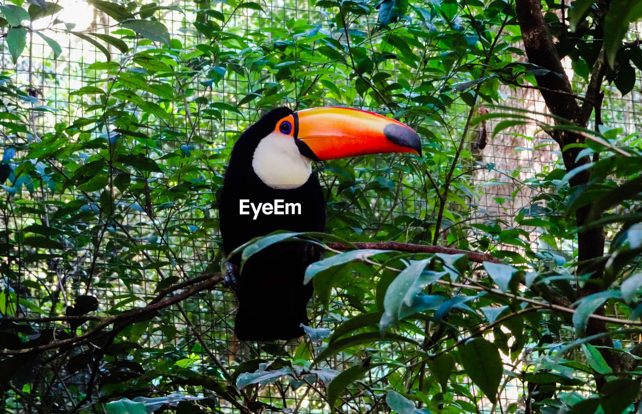 BIRD PERCHING ON BRANCH