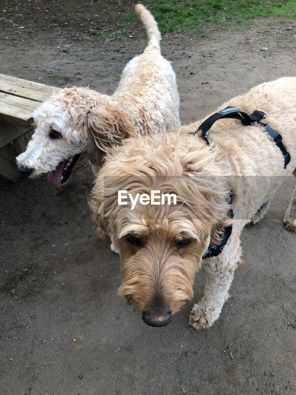 HIGH ANGLE VIEW PORTRAIT OF DOG AT CAMERA