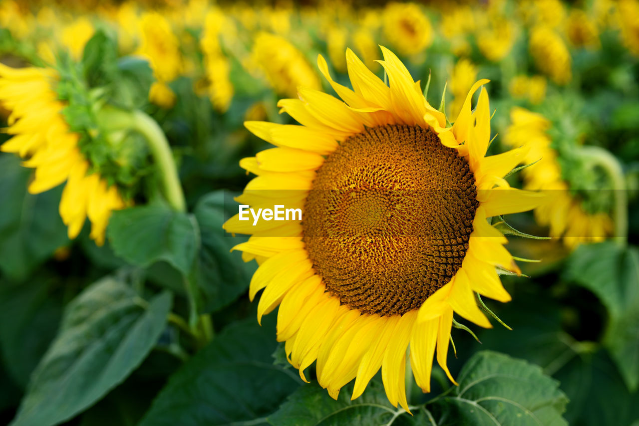 CLOSE-UP OF SUNFLOWER ON YELLOW FLOWER