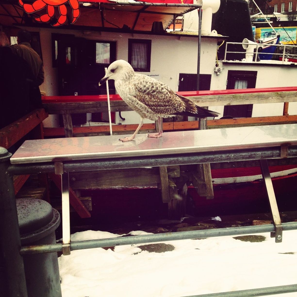 Seagull standing on nautical vessel