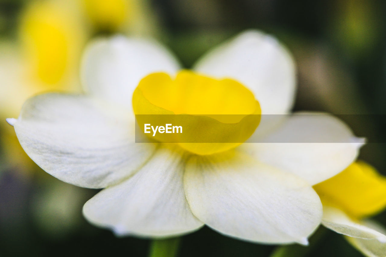 Close-up of white flower blooming outdoors