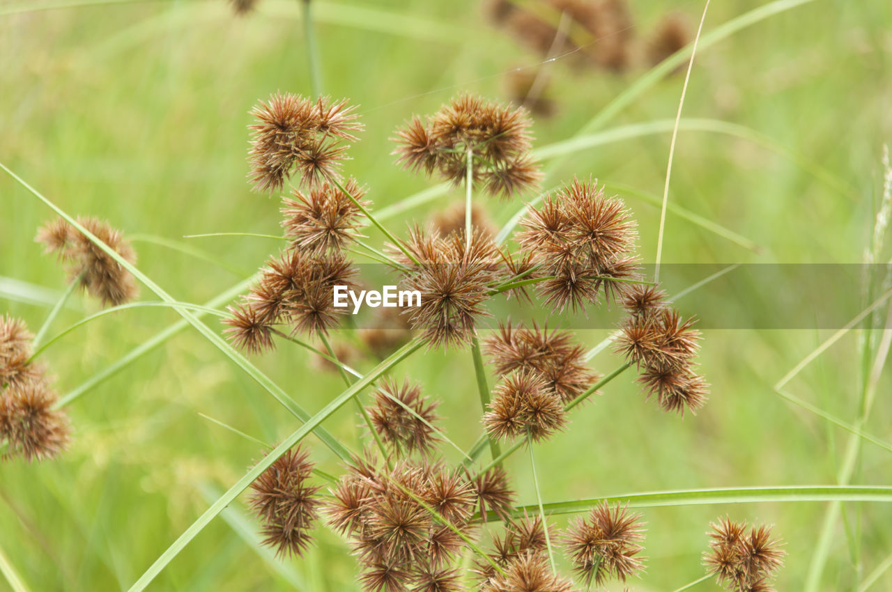 Close-up of flowering grass growing in field 