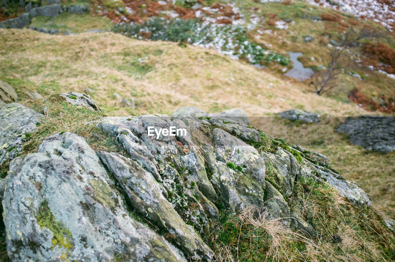 Close-up of rock on grassy field