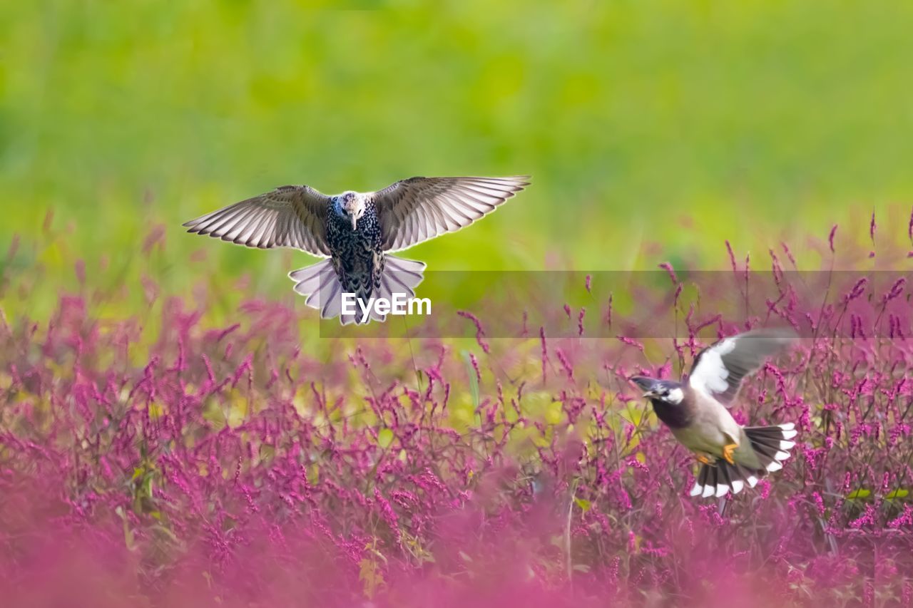 BIRD FLYING IN THE SKY