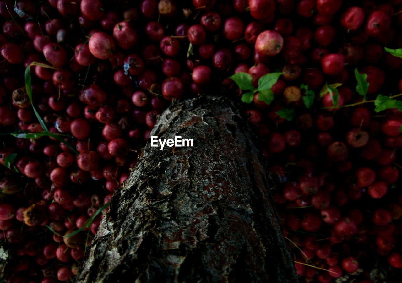 Low angle view of tree trunk