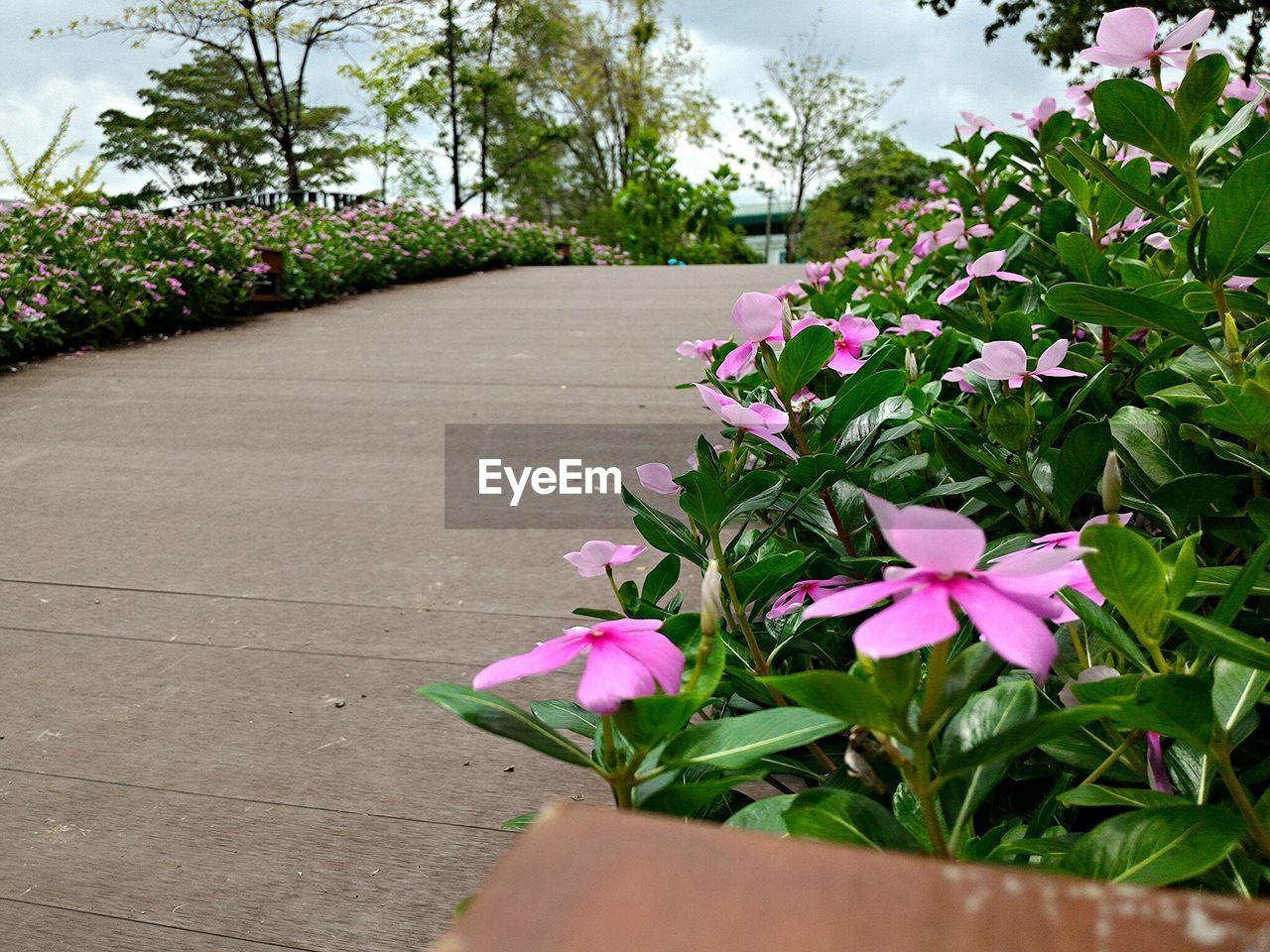 Street amidst vinca minor plants