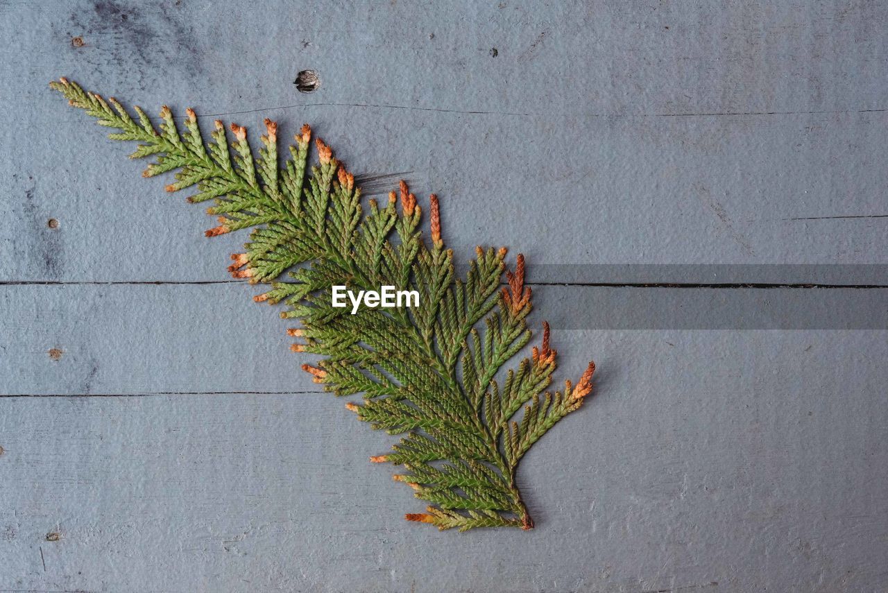 HIGH ANGLE VIEW OF PLANT AGAINST WALL