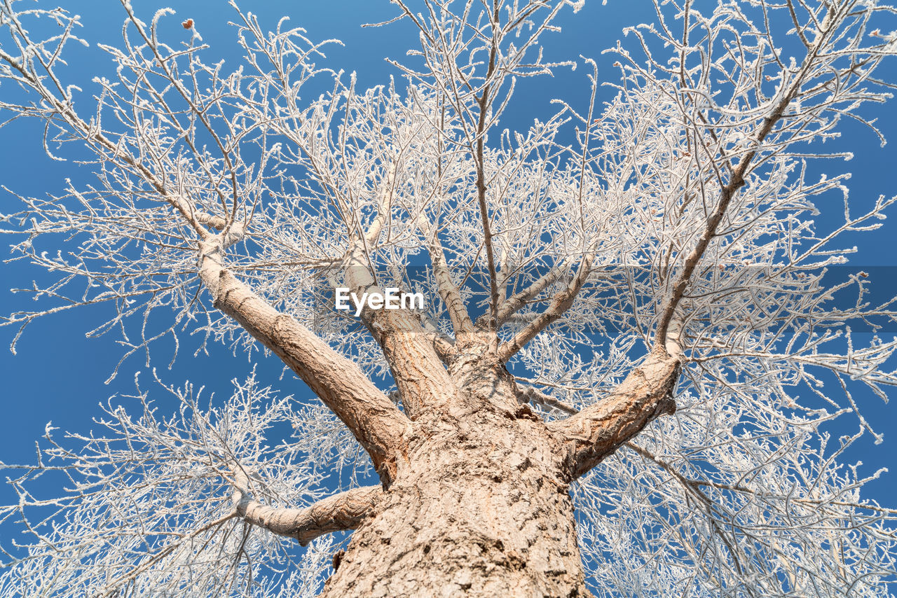 Low angle view of bare tree against sky during winter