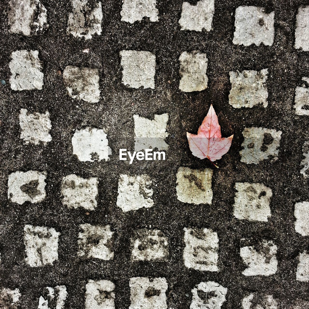 High angle view of leaf on footpath during autumn