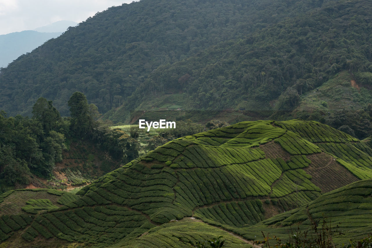 Scenic view of tea plantation in valley