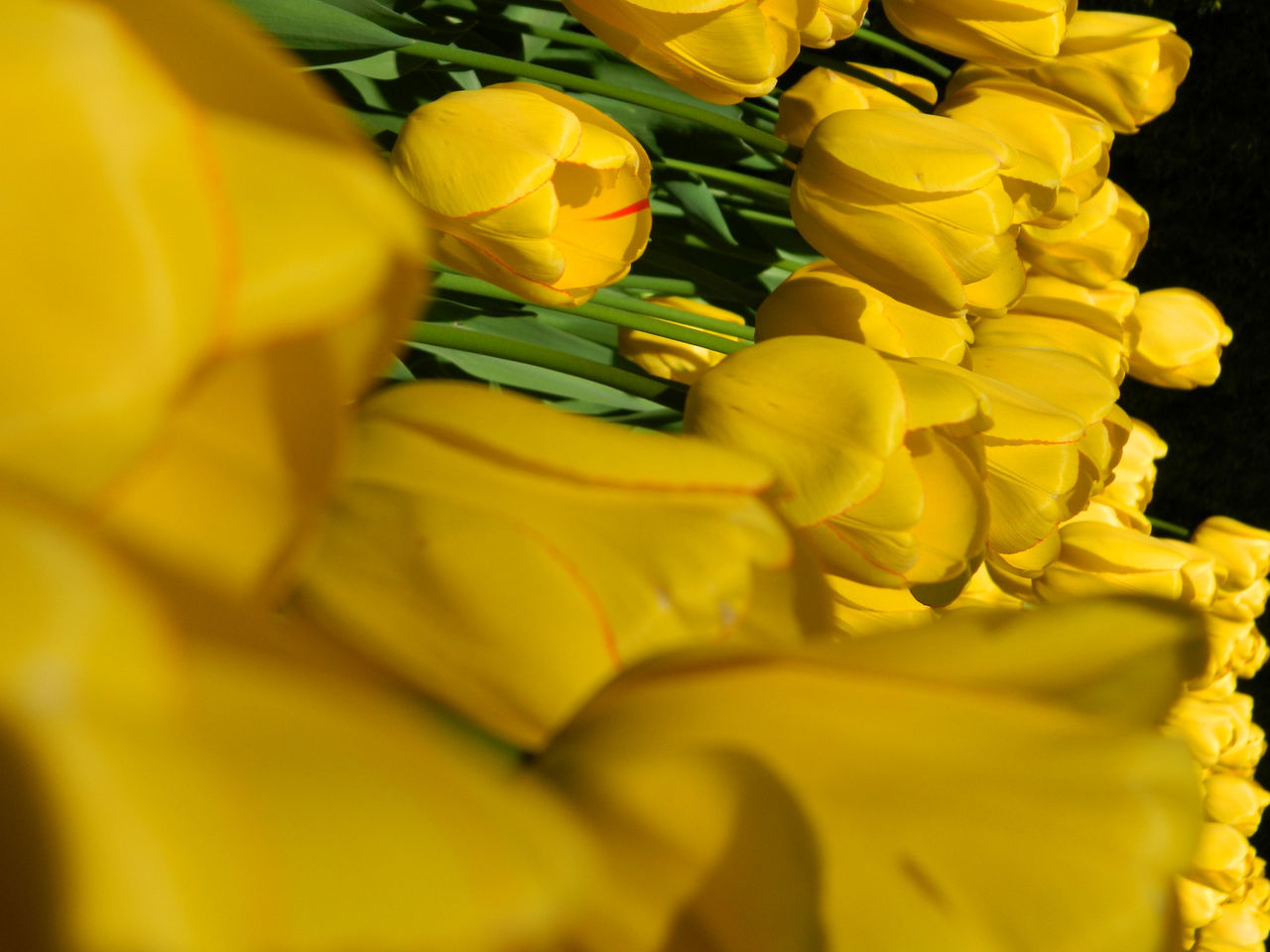 CLOSE UP OF YELLOW FLOWER