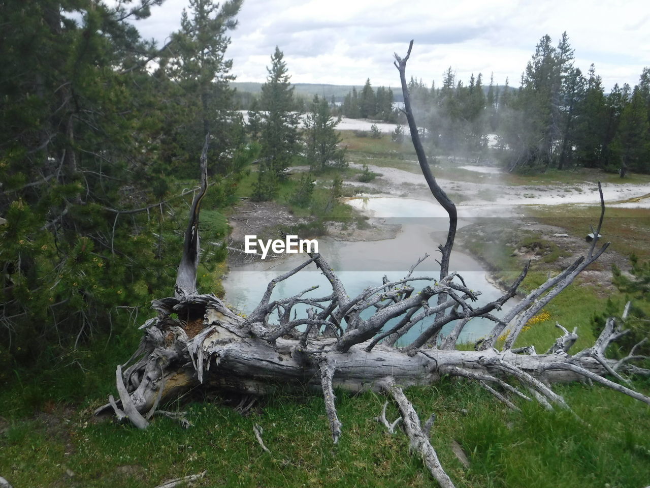 FALLEN TREE ON FIELD
