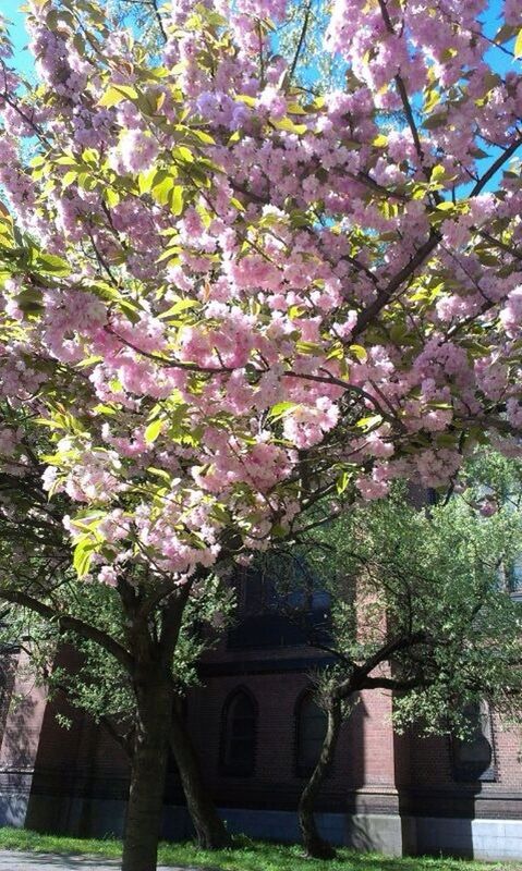 LOW ANGLE VIEW OF PINK FLOWERS BLOOMING ON TREE