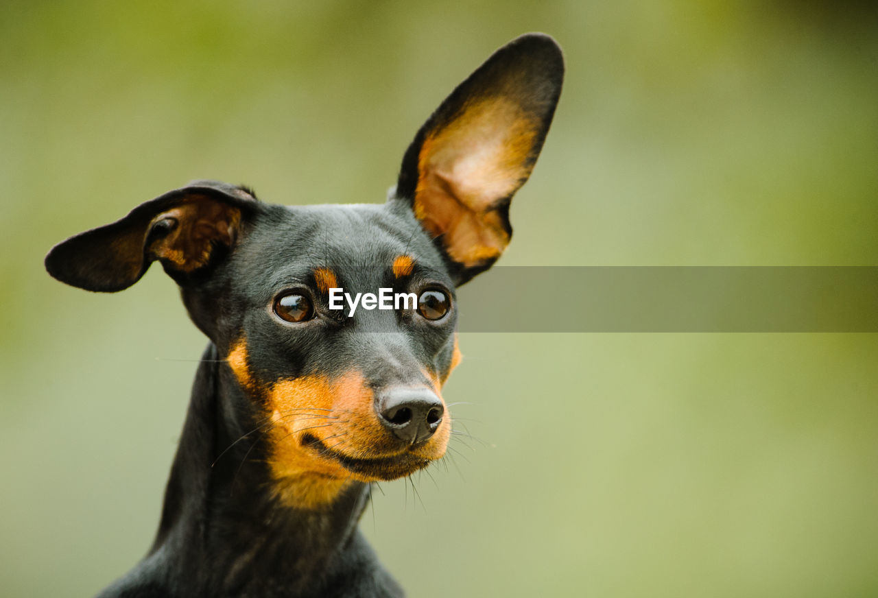 Close-up of miniature pinscher