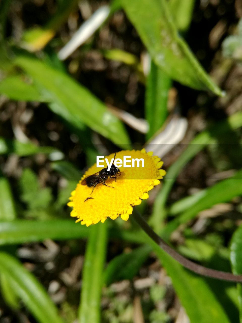 BEE ON YELLOW FLOWER