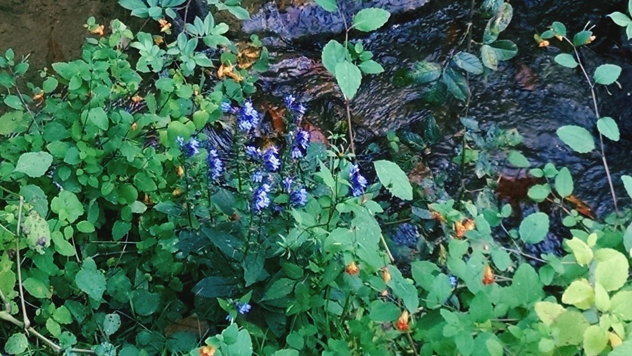 CLOSE-UP OF IVY