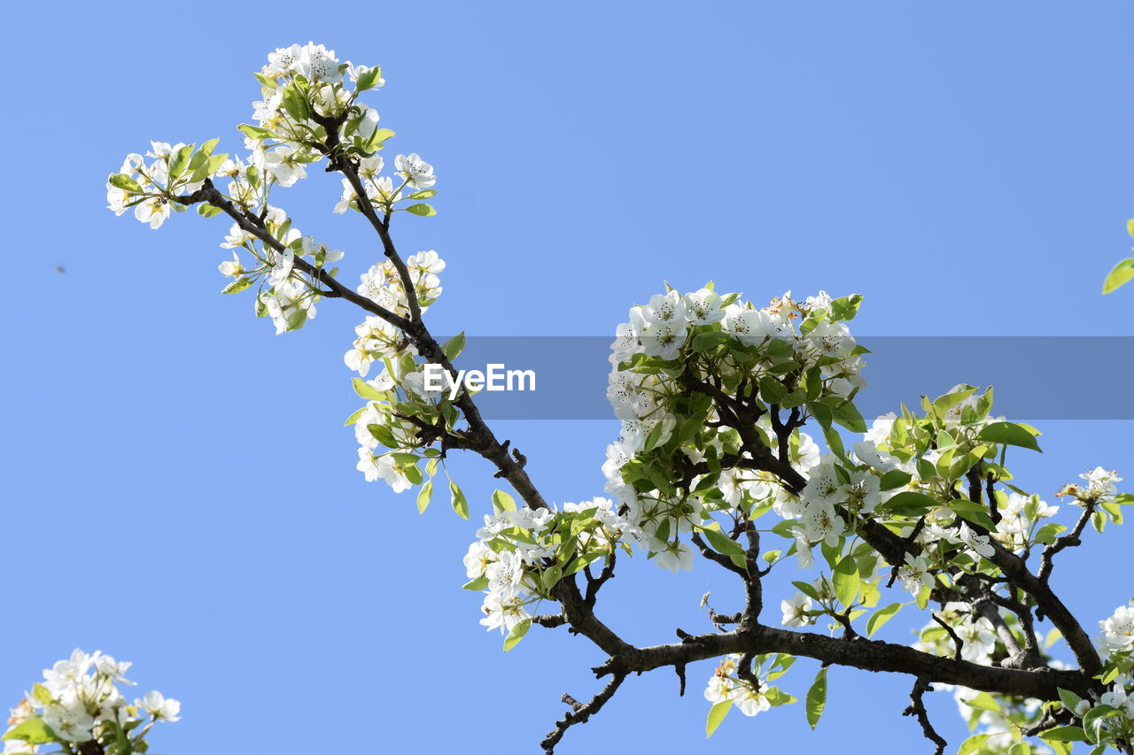 LOW ANGLE VIEW OF APPLE BLOSSOMS IN SPRING