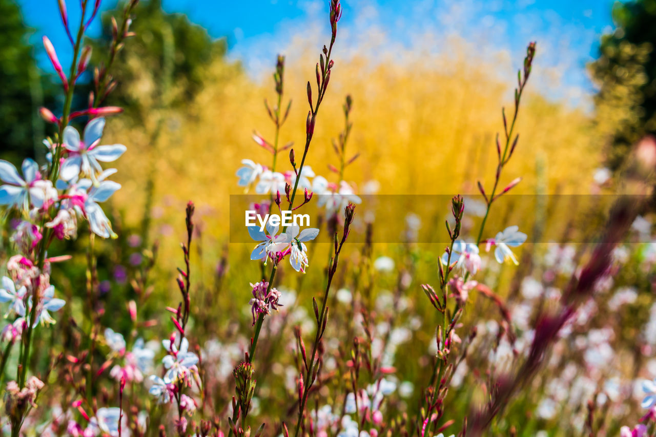 Close-up of flowering plants on field