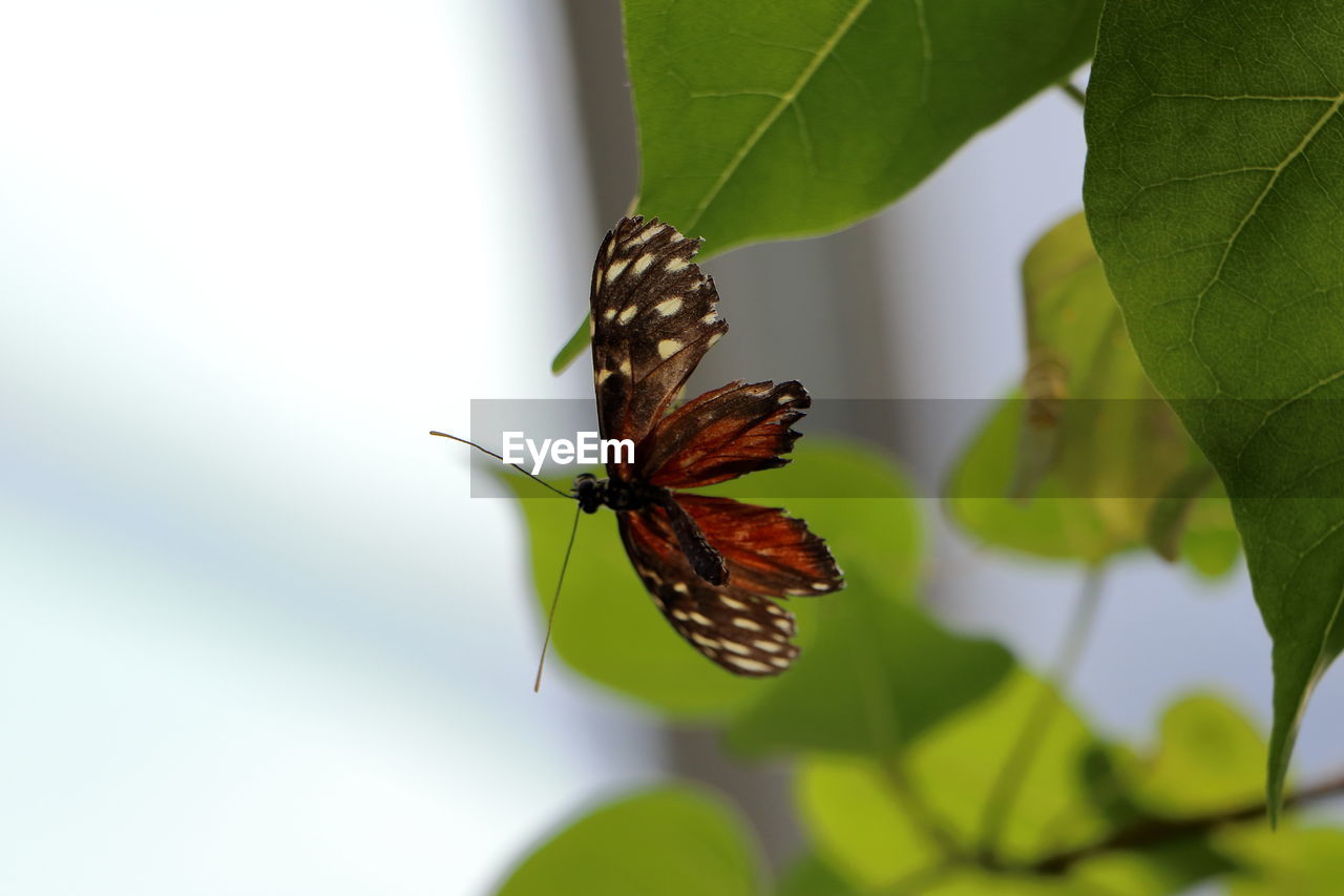 CLOSE-UP OF BUTTERFLY ON PLANT LEAF