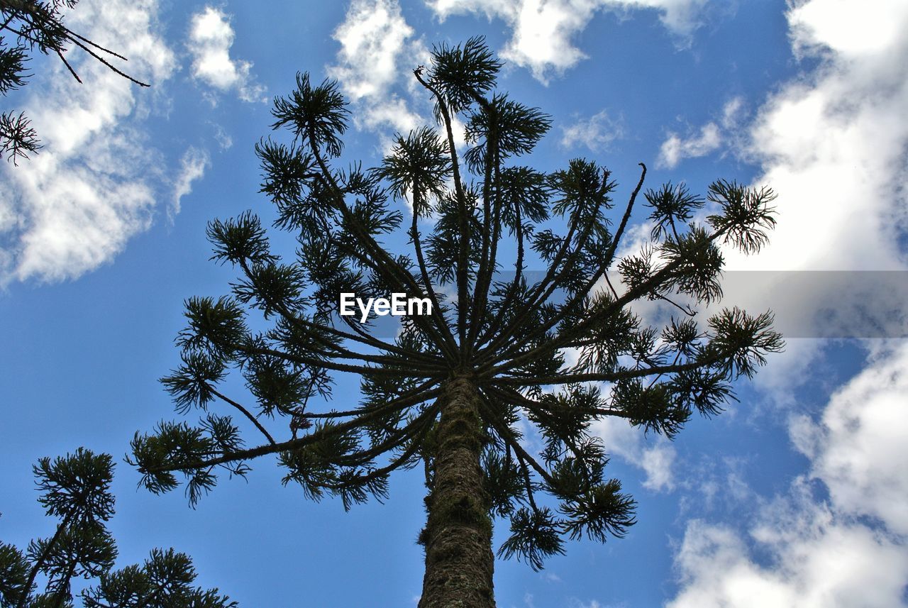 LOW ANGLE VIEW OF TREE AGAINST SKY