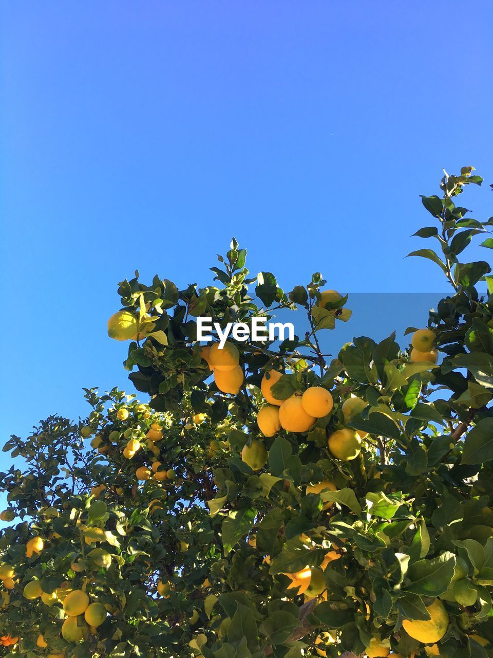 Low angle view of lemons hanging on tree against clear blue sky