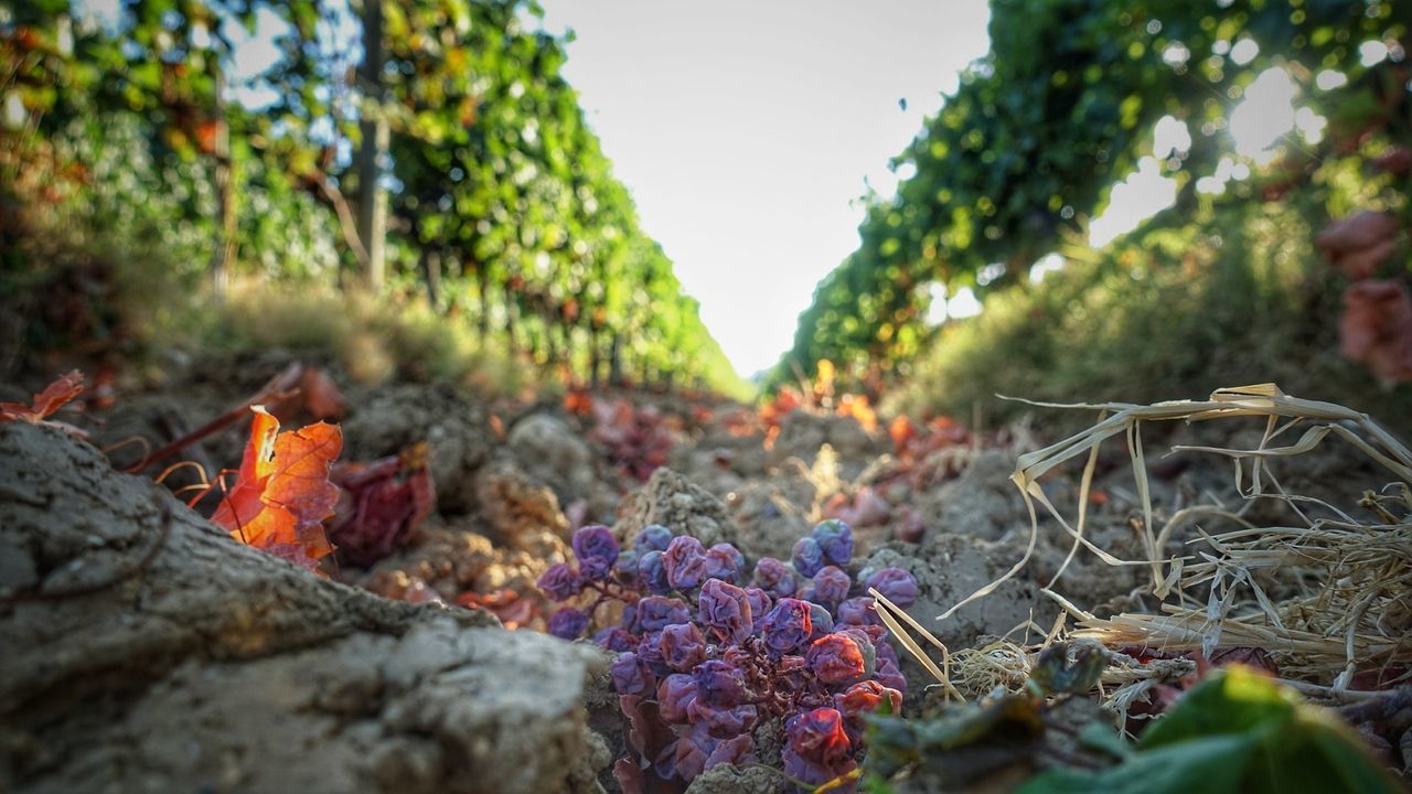 CLOSE-UP OF FLOWER AGAINST TREES